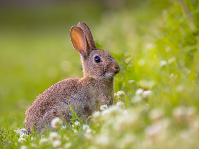 If You Prefer to Buy Cruelty-Free Products, Look For the Rabbit Symbol to Prove That It Hasn’t Been Tested on Animals