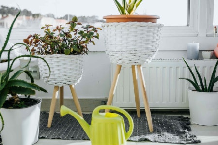 Pick a Plant Stand That Fits Both the Size of Your Home and Your Plants