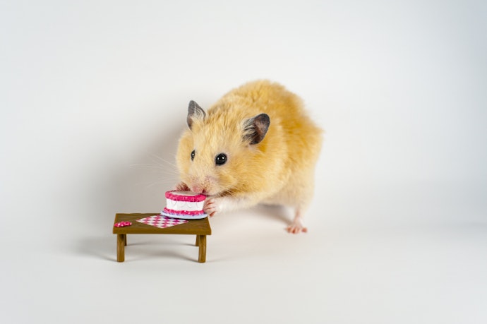 Seek Low-Sugar Yoghurt Drops to Give Your Hamster a Special Treat on Rare Occasions