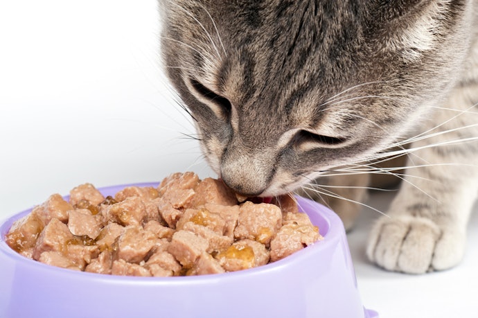 Make Sure to Select a Mix With at Least 35% Protein to Meet Your Cat's Dietary Requirements