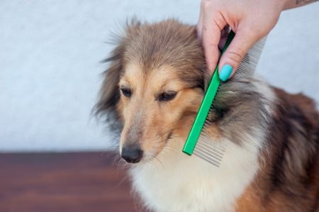 Pick a Wide Toothed Comb for Knots and Burrs, or a Fine Toothed Comb for Ticks and Fleas