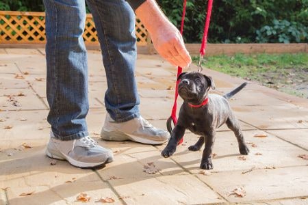 If You Want Better Value for Money, Keep an Eye on Extra Items Included Such as a Collapsible Water Bowl or a Clicker