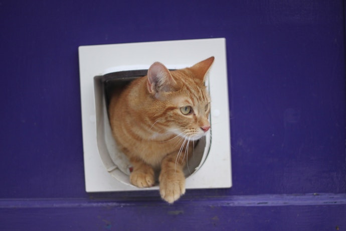 Make Sure to Choose the Type of Cat Flap That'll Allow Your Cat Come and Go Conveniently