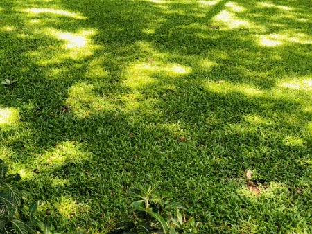 If You Have a Shady Garden, Look For Solar Lights That Are Suitable for Low or Partial Sunlight Areas