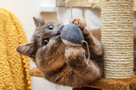 Check the Measurements Will Fit For Where You Want to Place It, and That It’s the Right Size for Your Cat