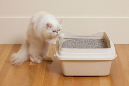 Pick an Open Litter Box With 20 - 30 cm High Sides to Avoid Mess and Litter Outside of the Tray