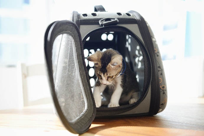 Look for Carriers With Expandable Sides to Allow Your Cat to Stretch Its Legs on Longer-Haul Journeys