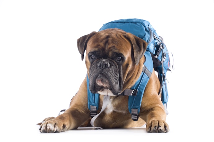 Check the Size: Dogs Can Comfortably Carry 10 - 20% Of Their Weight