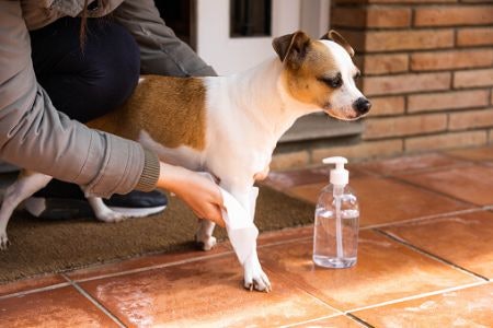 Decide Between a General Wipe and One That’s Designed to Clean a Specific Area Such as the Eyes, Bum or Ears