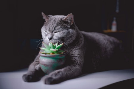 If You Own Pets, Go for Leafy Greens That Are Safe Like Spider Plants, Areca Palms and Bamboo Palms