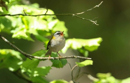 Choose 8x Magnification if You’re New to Birdwatching, or 10x for a More Detailed Image