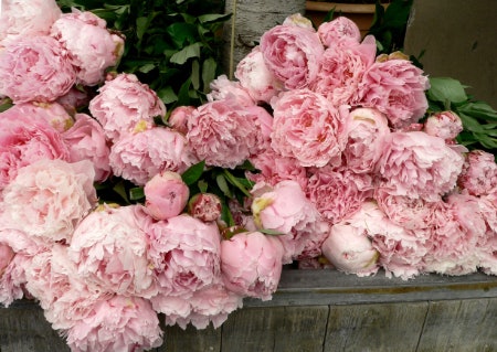 For a Personal Touch, Go for a Single-Species Bouquet of Their Favourite Flower