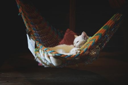 Make Sure to Check if the Hammock Can Hold Your Cat's Weight: Most Have Maximum Weights Ranging From 10 to 22 KG
