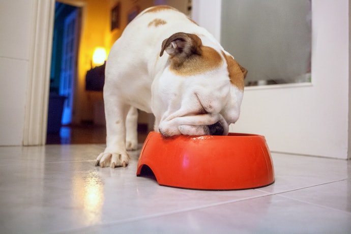 Check the Food Contains a Minimum of 80% Meat, With at Least 18% Protein for an Adult or 25% For a Puppy