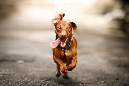 Look for a Sharp and Strong Material Like Stainless Steel to Cut Through Your Dog's Nails