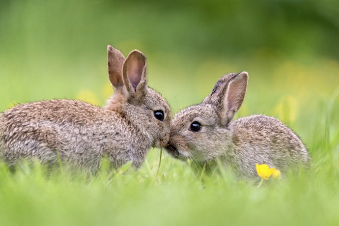 Shopping for Cruelty-Free Products Is Always Recommended