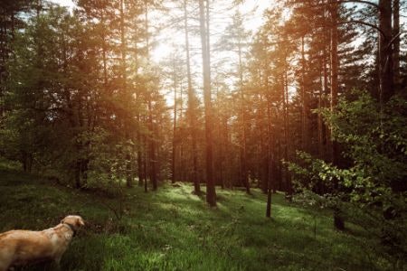 Decide Between a GPS or Telemetry Tracker Based on How Advanced You Need It to Be