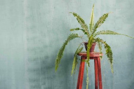 Taller Plant Stands Can Save Space and Are Ideal for Trailing Plants