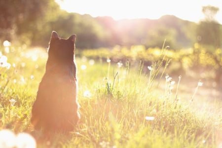 Check if the Litter Is Biodegradable or Compostable in Order to Limit Your Environmental Impact