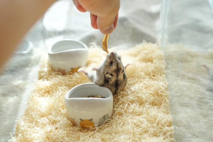 Opt For Healthier and Engaging Treats - Like Hamster Sticks, Nuts, Mealworms and Timothy Hay