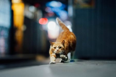 Select a Collar With Visibility Enhancers if Your Cat Goes Out in the Evenings