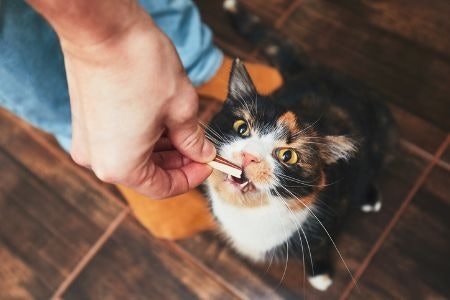 Consider Treats That Will Keep Your Feline Friend Healthy and Encourage Good Behaviour