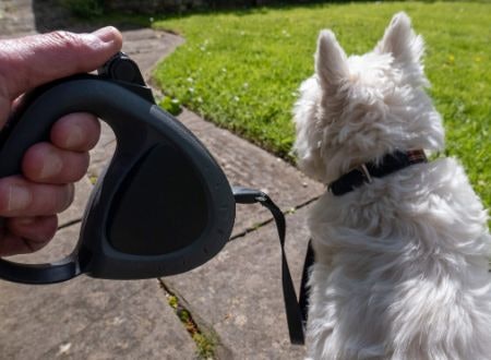 Retractable, Adjustable or Slip Rope: Select a Suitable Leash for Your Dog’s Temperament
