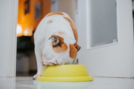 Choose Wet Food to Help Your Dog Feel Full and Satisfied Quickly, or Dry Food to Allow for Better Portion Control