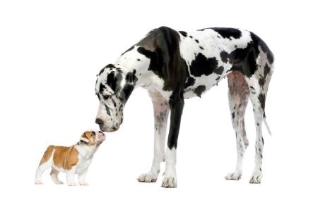 Choose Bags Under 20 cm for Small Dogs and Puppies, or 30+ cm for Larger Breeds