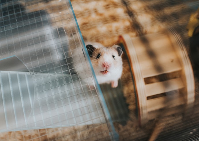 Look For a Hamster Cage With Two or Three Levels and Space to Burrow for an Enriching Environment
