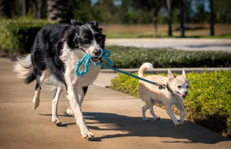Lightweight Toys Are Easier for Puppies and Smaller Dogs to Pick Up, While Durable Toys Are Better for Larger Breeds