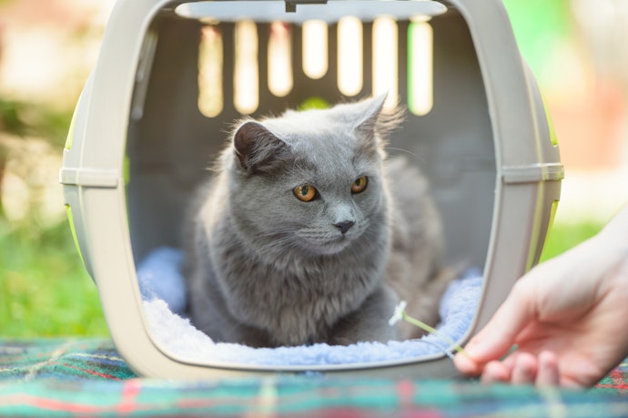 Make Sure to Choose a Size That's 1.5 Times Bigger Than Your Cat to Suit Its Build