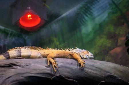 Select a Low Design to Provide More Floor Space for Larger Animals, or a High Design for Smaller Reptiles That Like to Climb