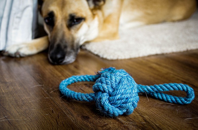 Look Out for Additional Features Such as Treat Dispensers and Interactive Play Options to Help Keep Your Dog Interested
