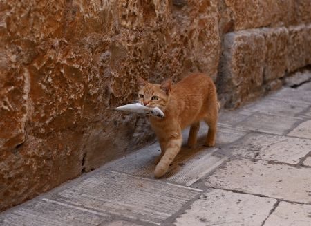Choose a Product With Whole Foods That Mimic a Cat's Natural Diet Such as High-Quality Meat, Chicken or Fish