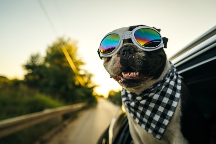 Choose Between Single and Double Lenses by Ensuring the Lens Width Covers Your Dogs Entire Eye Area