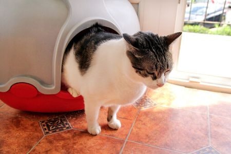 A Self-Cleaning Litter Tray Is a Good Choice for Saving Time, but Won’t Be Suitable for Anxious Cats