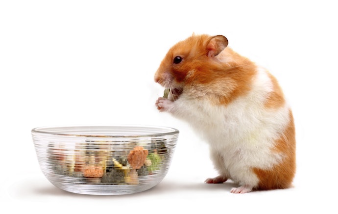 Choose Nutritionally Balanced Pellets for the Bulk of Their Diet, and Add Seed Mixes for Variety