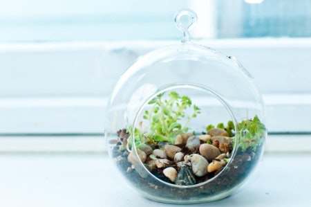 Select a Terrarium Made of Clear Glass to Create a Sophisticated Look and Ensure Your Plants Receive Lots of Light