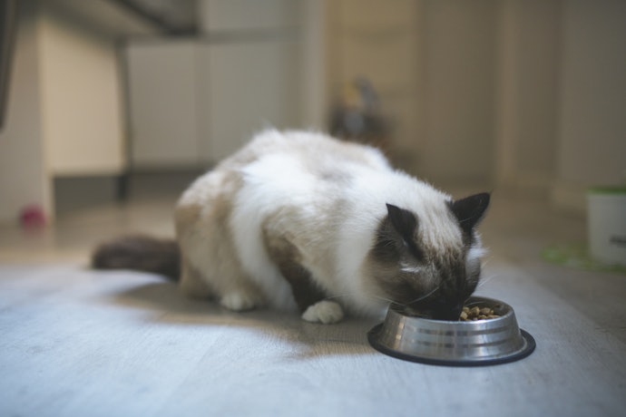 Choose a Bowl With Anti-Slip Grips to Prevent It From Sliding Across the Floor