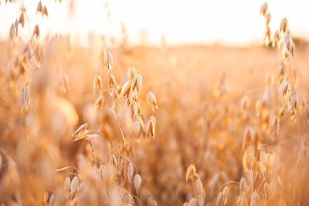 Consider Organic Oats Grown Without Chemicals if You're After a Healthier Option