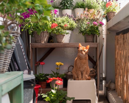 Choose Between Houseplants, Flowers and Herbs Depending on Whether You Want Something Green, Colourful or Edible