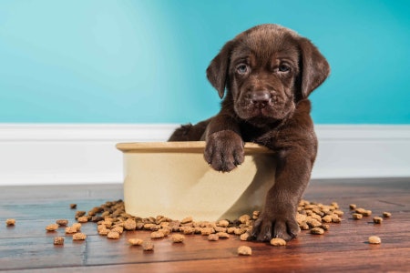 Select Treats With Liver, Fish or Whole Meat for High-Value Rewards, and Basic Kibbles to Reinforce Training Techniques