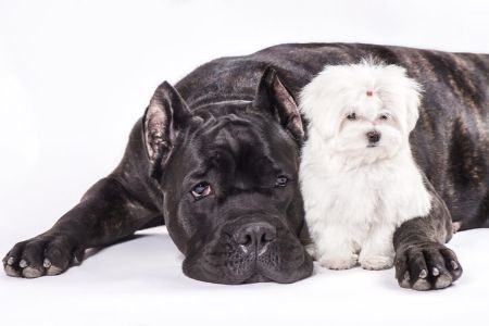 Check That the Shampoo Is pH Balanced and Suitable for Your Dog’s Skin Type ― Larger Breeds Typically Have Oilier Skin Whereas Smaller Ones Lack Moisture