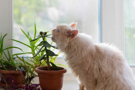 Select Hardy, Robust Plants Like Palms if Your Cat Is Particularly Destructive