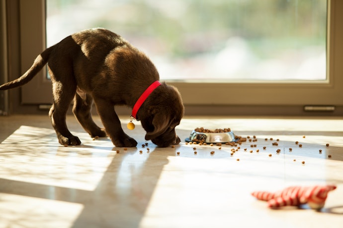 Consider Raised Bowls With an Anti-spill Design if You Have an Especially Messy Pup