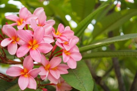 Look Out for Other Natural Skin-Loving Ingredients Like Toning Ginger and Calming Rose
