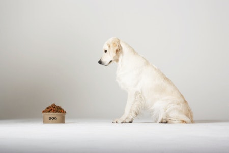 Opt For a Capacity of Around 350 ML for a Smaller Dog, but Go For Something Closer to a Litre for a Larger Animal