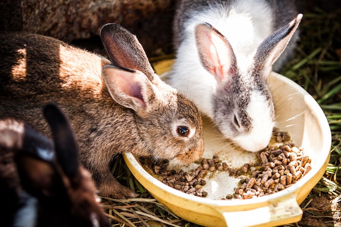 Decide on a Food Type Based on Whether You're Shopping for Daily Feeds or Between-Meal Treats