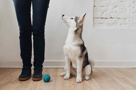 Check the Calorie Count as Treats Should Make Up No More Than 10% Of Your Puppy’s Total Daily Intake